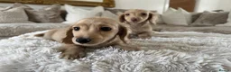 Miniature Dachshund dogs for sale: 👑✨MINI LONG HAIRED CREAMS✨👑 KC ✨ HEALTH TESTED ✨ - Advert 12