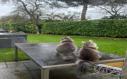 Maine Coon cats for sale: Beautiful and gentle girl looking for loving home - Advert 2