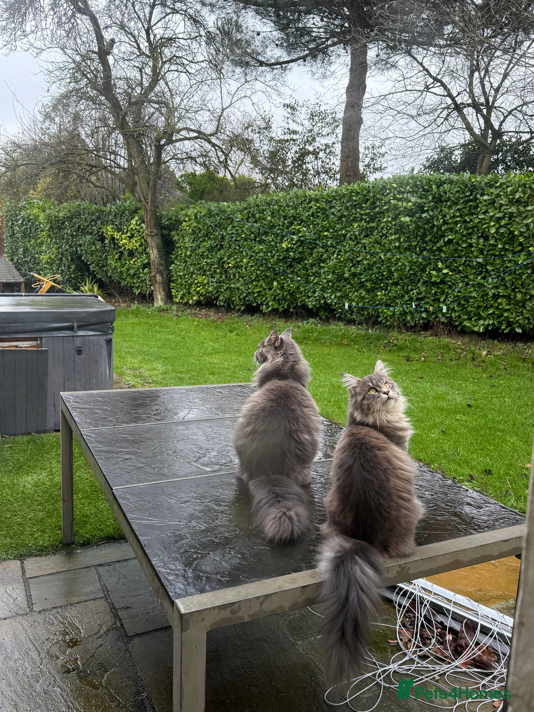 Maine Coon cats for sale: Beautiful and gentle girl looking for loving home - Advert 2