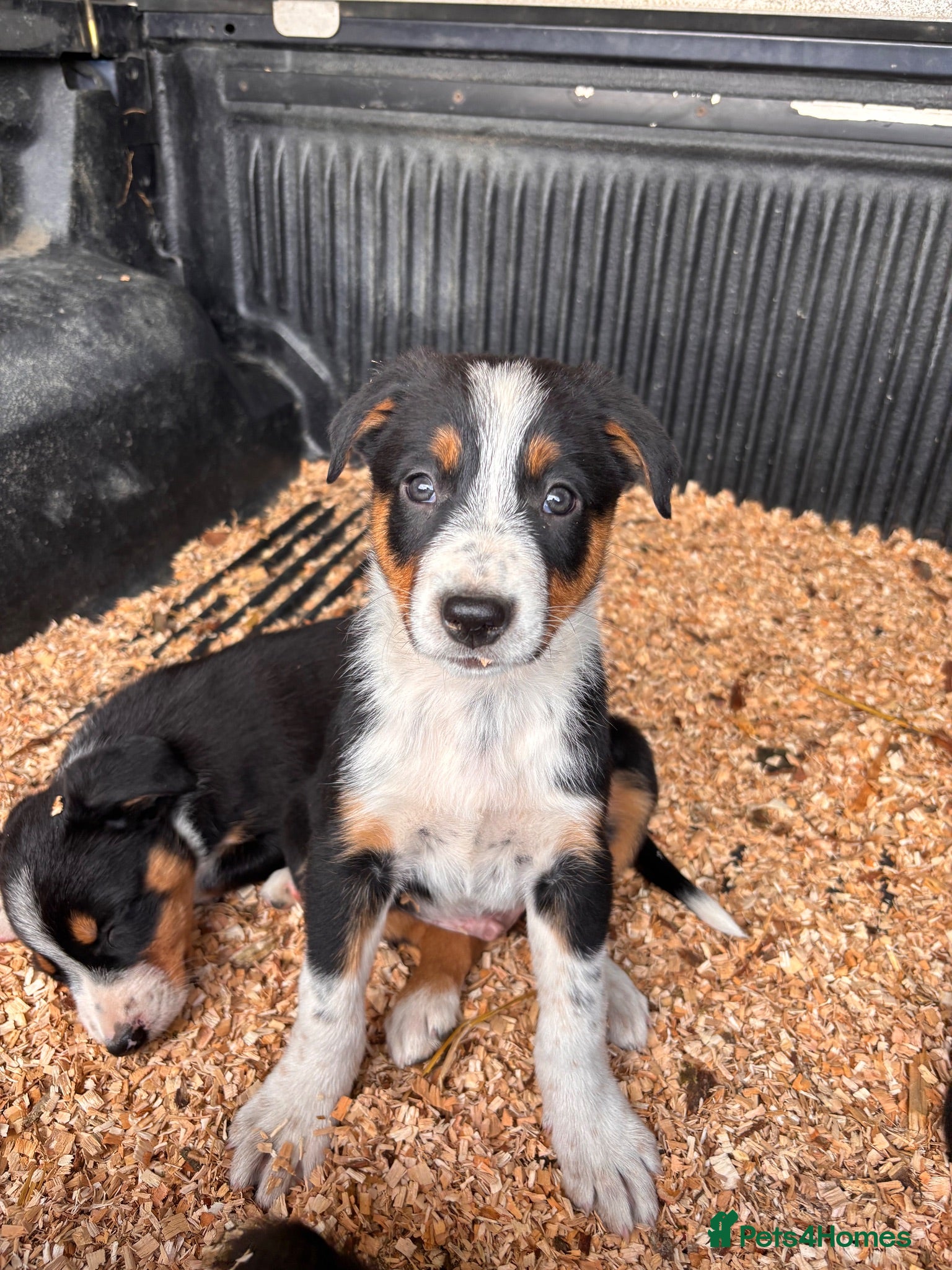 Border Collie dogs 🌟one male still available 🌟  - Advert 18