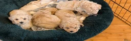 Poochon dogs for sale: F1 Toy Poochons Puppies  - Advert 15