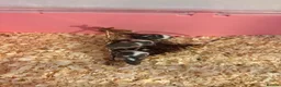 Mouse rodents for sale: Male and female fancy mice in Andover - Advert 2