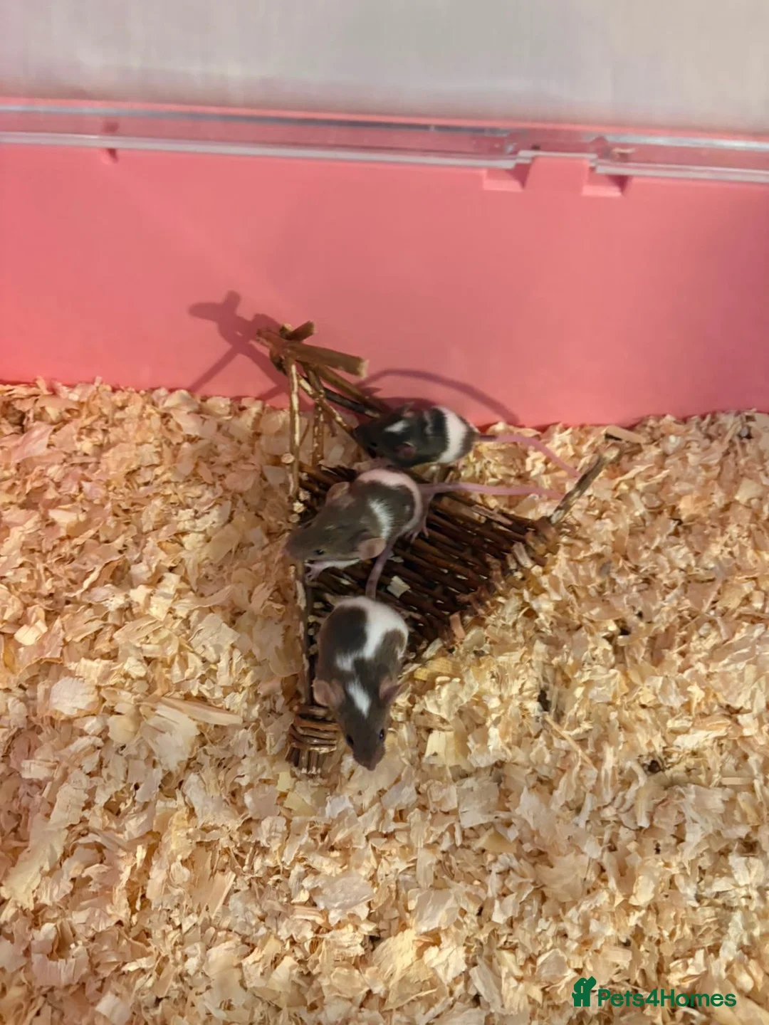 Mouse rodents for sale: Male and female fancy mice in Andover - Advert 2