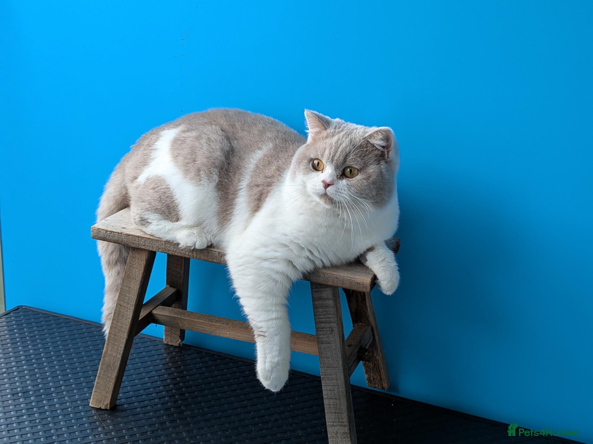 British Shorthair cats Latvian import British Shorthair  - Advert 2