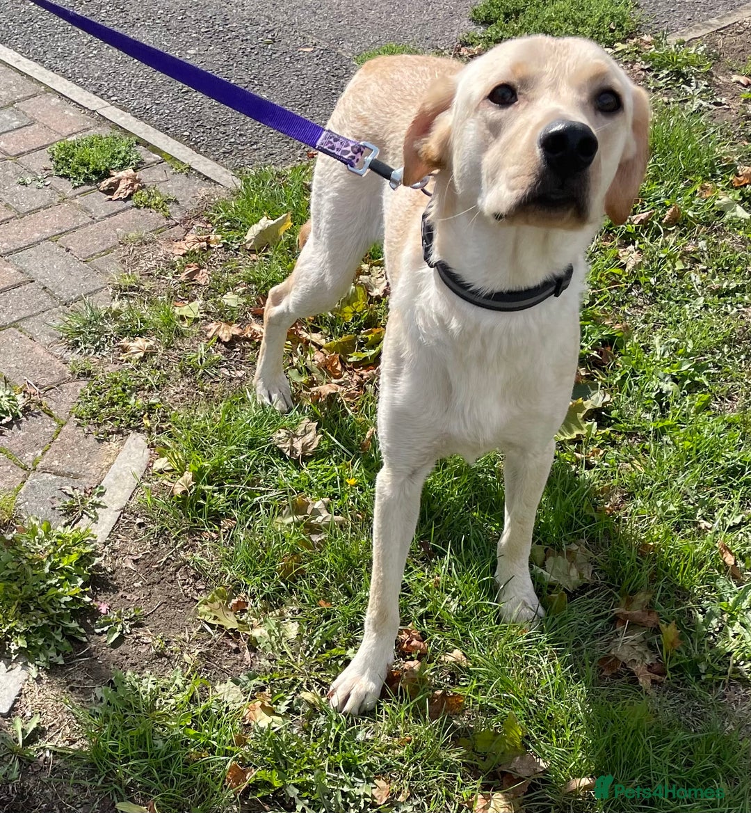 Labrador Retriever dogs for sale: Male labrador - Image 11