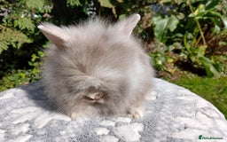 Lionhead rabbits for sale: Stunning DM Lionhead baby rabbits  - Image 9
