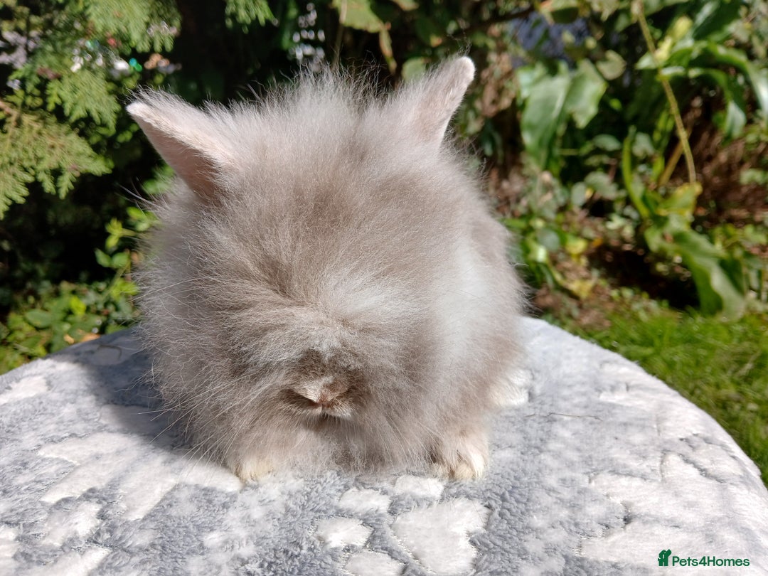 Lionhead rabbits for sale: Stunning DM Lionhead baby rabbits  - Image 9