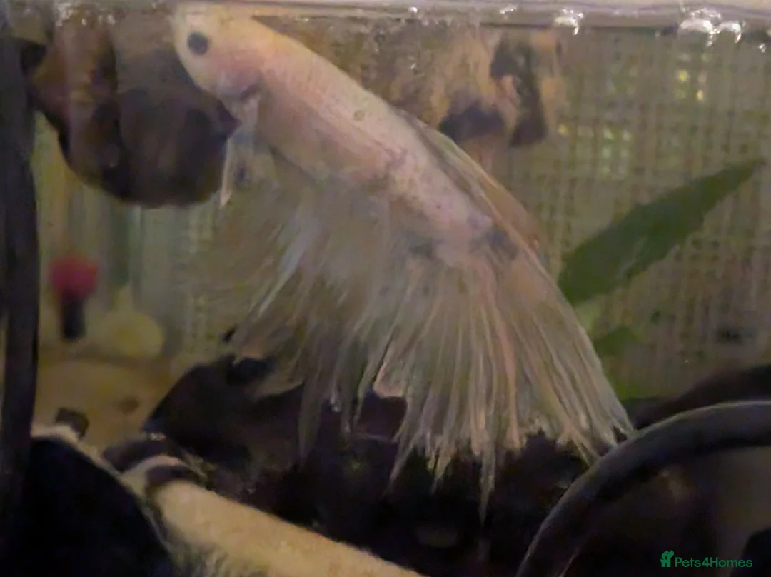 Bettas fish for sale: Two beta fish free, please read  - Advert 3