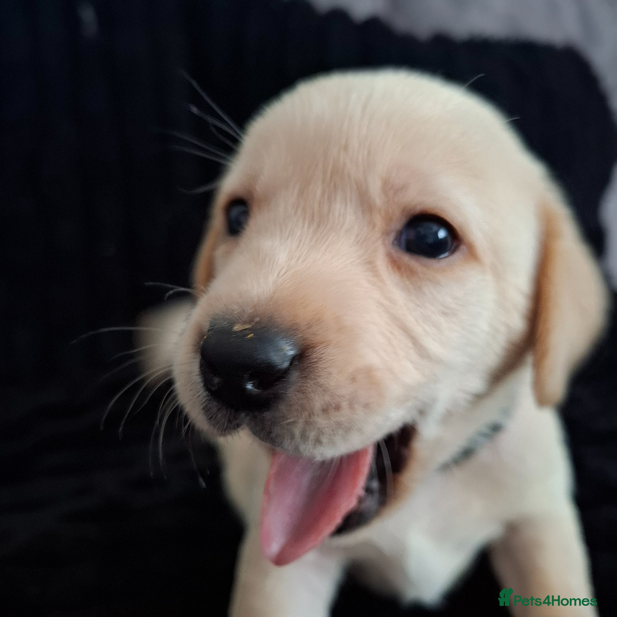 Labrador Retriever dogs **Last beautiful boy** - Advert 5