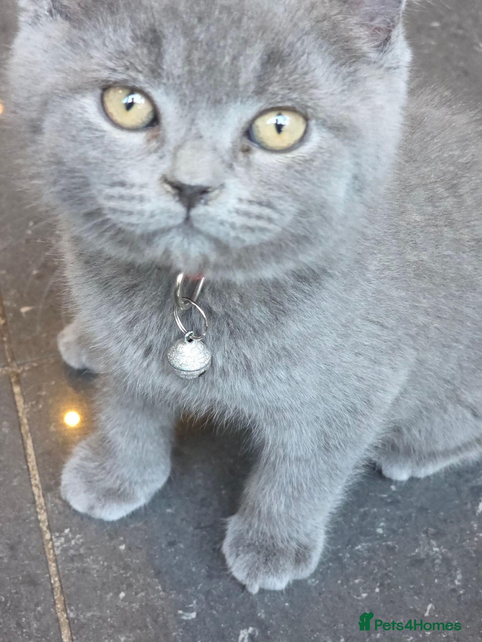 British Shorthair cats Blue British Shorthair  - Advert 12