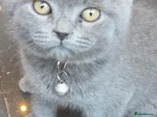 British Shorthair cats Blue British Shorthair - Advert 12