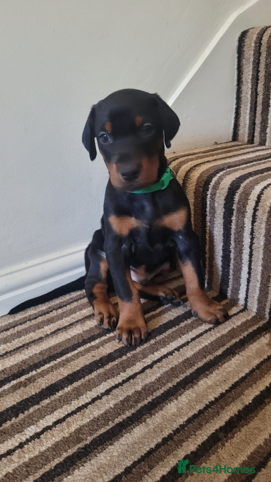 Dobermann dogs for sale: Exceptional Doberman - Advert 20