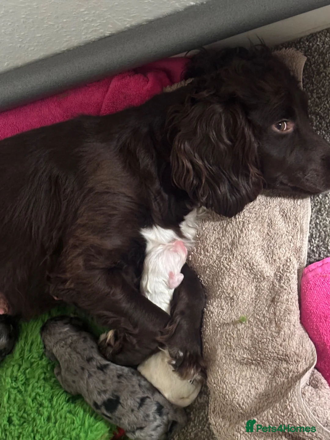 Mixed Breed dogs for sale: Sprockerpoo F1b puppies - Advert 2