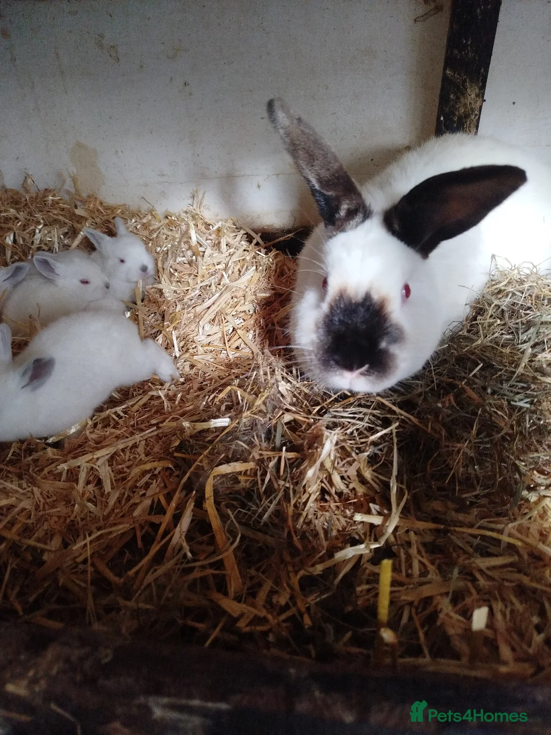 Californian rabbits for sale: White Californian Rabbits – Ready Soon 🐇 - Advert 1