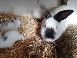 Californian rabbits White Californian Rabbits – Ready Soon 🐇 - Advert 20