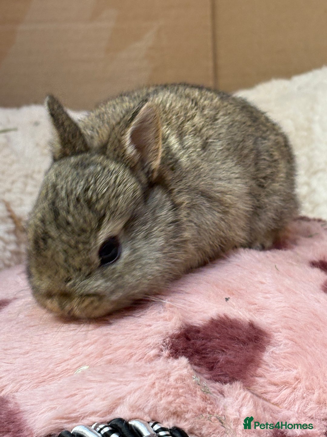 Netherland Dwarf rabbits for sale: Pure bred Netherland dwarf (vaccinated) - Advert 7