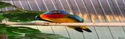 Mixed Breed birds for sale: Mixed Aviary Birds - Advert 1