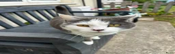 Mixed Breed cats for sale: Rehoming our lovely cat 🐱  - Advert 3