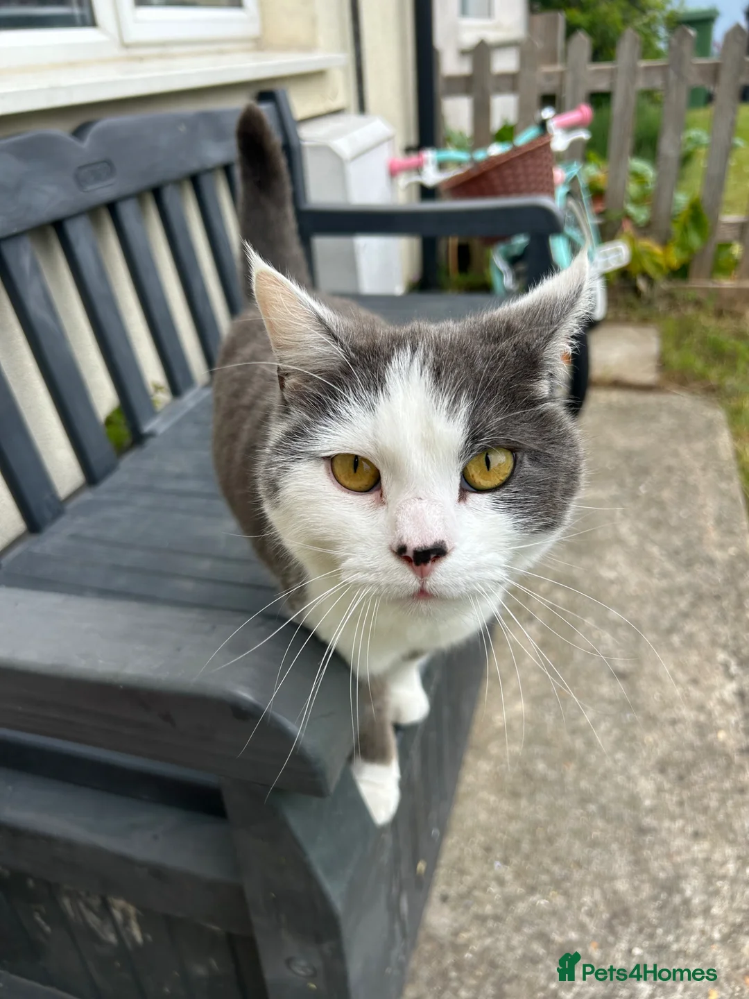 Mixed Breed cats for sale: Rehoming our lovely cat 🐱  - Advert 3