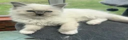 Ragdoll cats for sale: Beautiful GCCF Lilac/Blue Mitted kittens 🥇🐾 - Advert 2