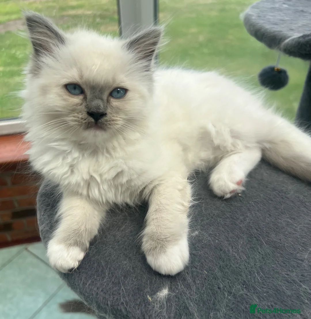 Ragdoll cats for sale: Beautiful GCCF Lilac/Blue Mitted kittens 🥇🐾 - Advert 2