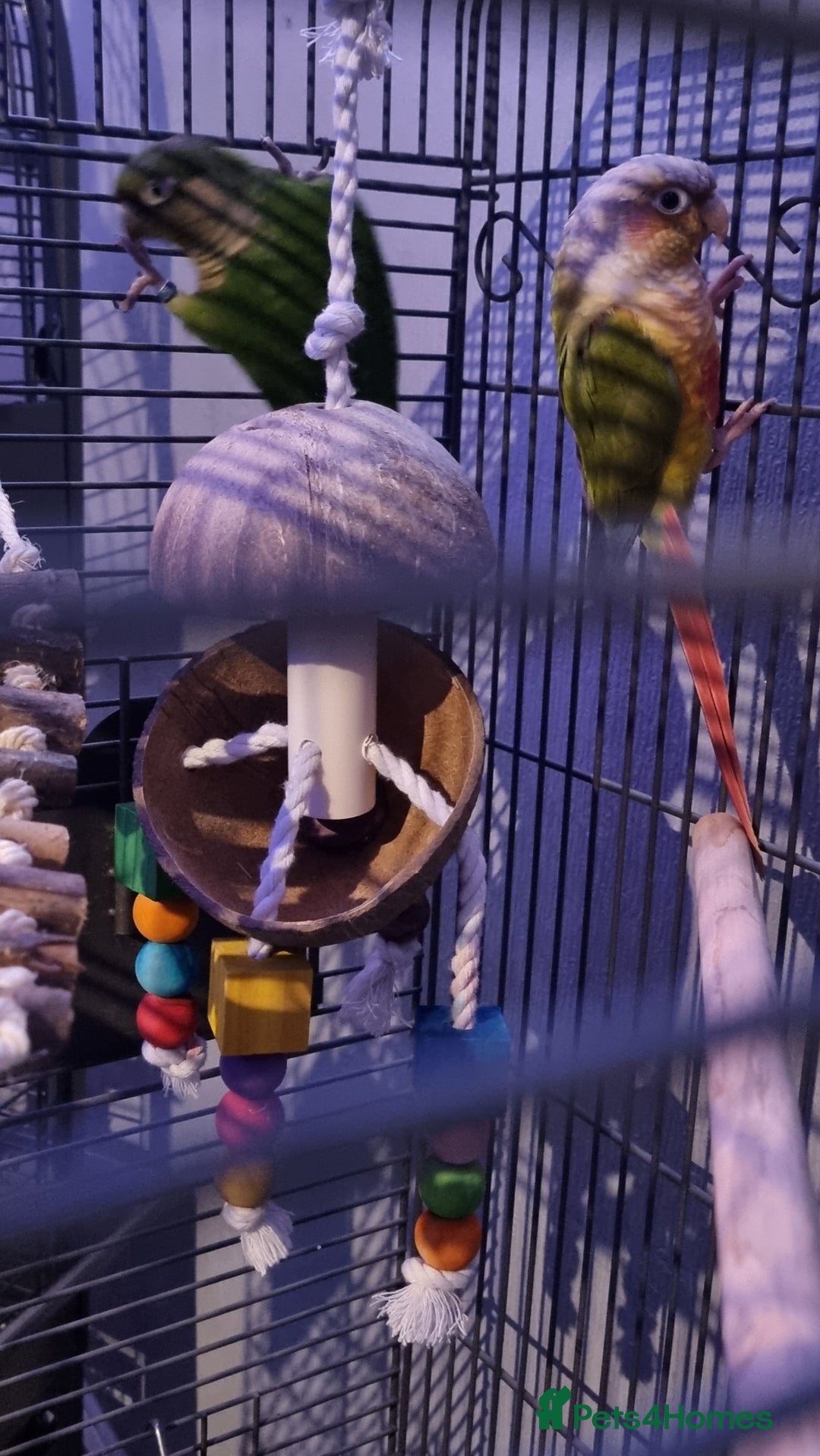 Conures birds for sale: 2 conures  - Advert 3