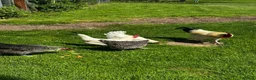 Chickens poultry for sale: Flock of 5 in Hereford - Advert 4