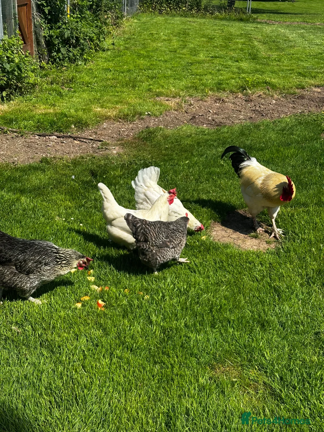 Chickens poultry for sale: Flock of 5 in Hereford - Advert 4