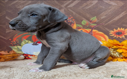 Great Dane dogs for sale:  Beautiful Great Dane Pups-Ready for Forever Homes - Image 14