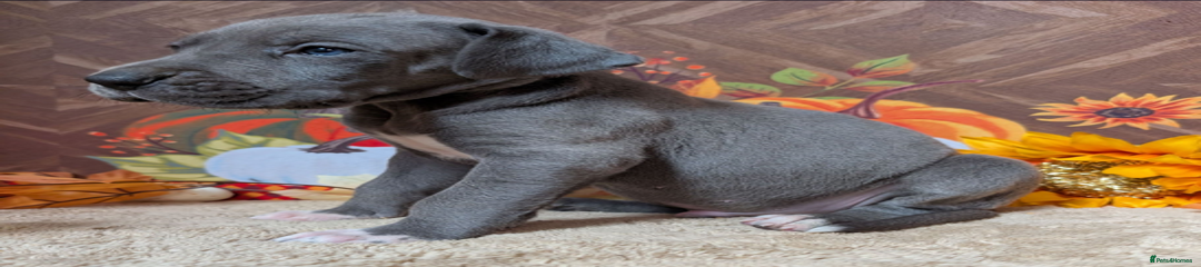 Great Dane Puppy 1 ( Male )