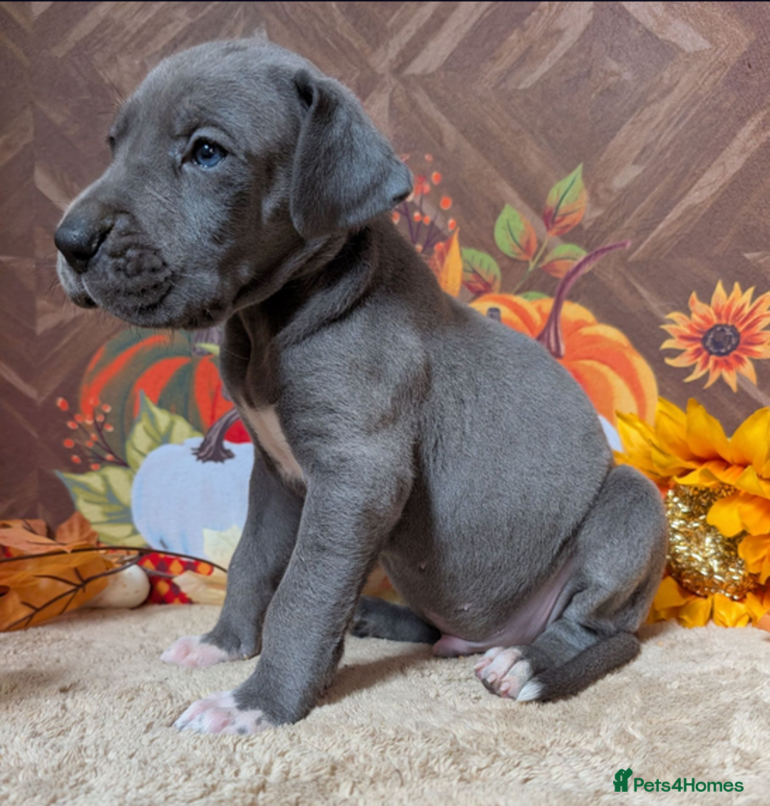 Great Dane dogs for sale:  Beautiful Great Dane Pups-Ready for Forever Homes - Image 14