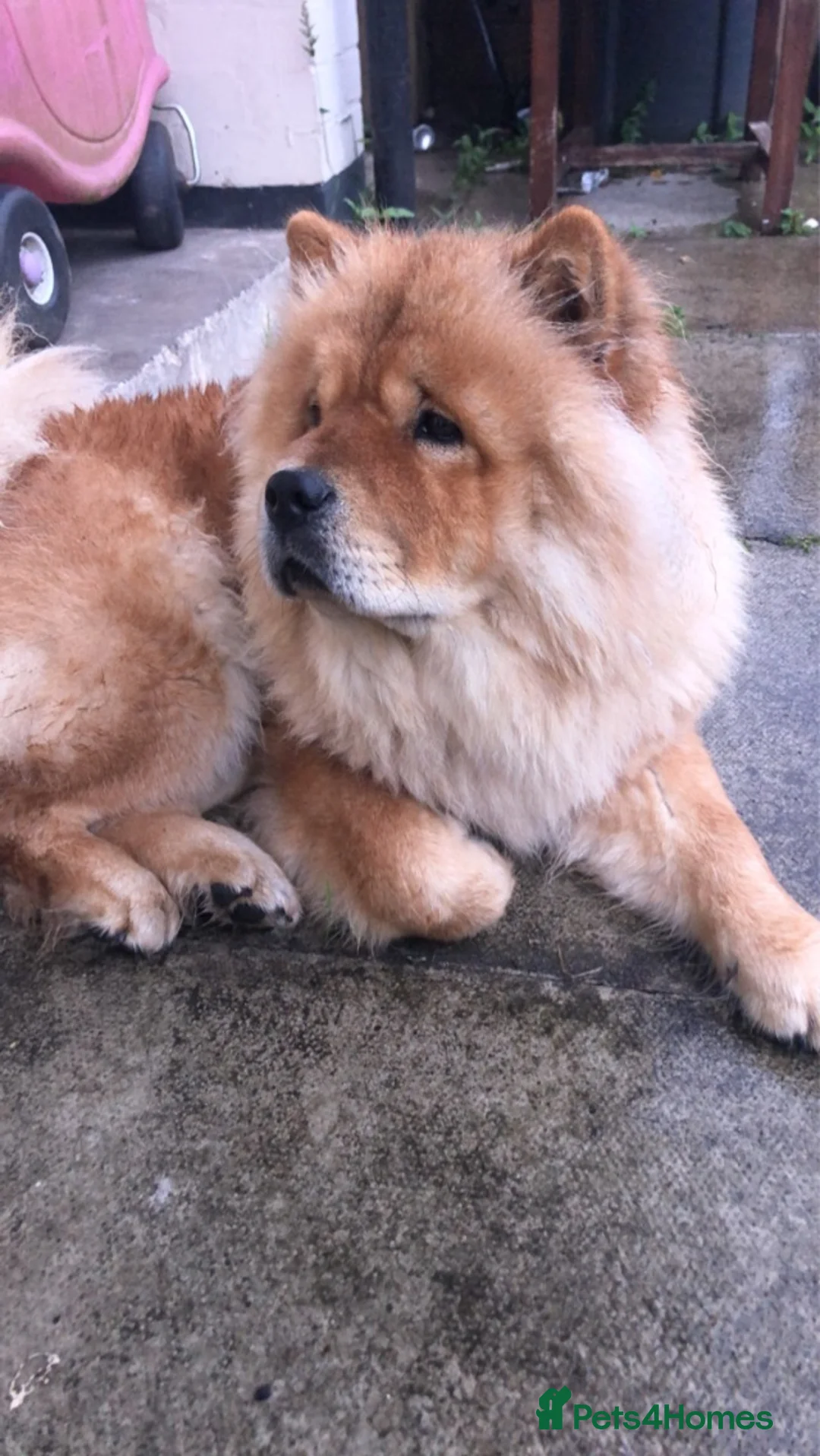 Chow Chow dogs for sale: Narla  - Advert 9