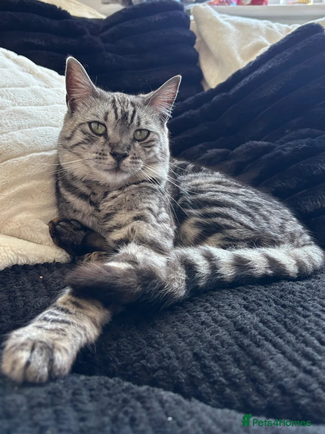 Bengal cats for sale: Leo the Bengal  - Advert 1