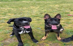 German Shepherd dogs for sale: Female German Shepherd - working line - Advert 19