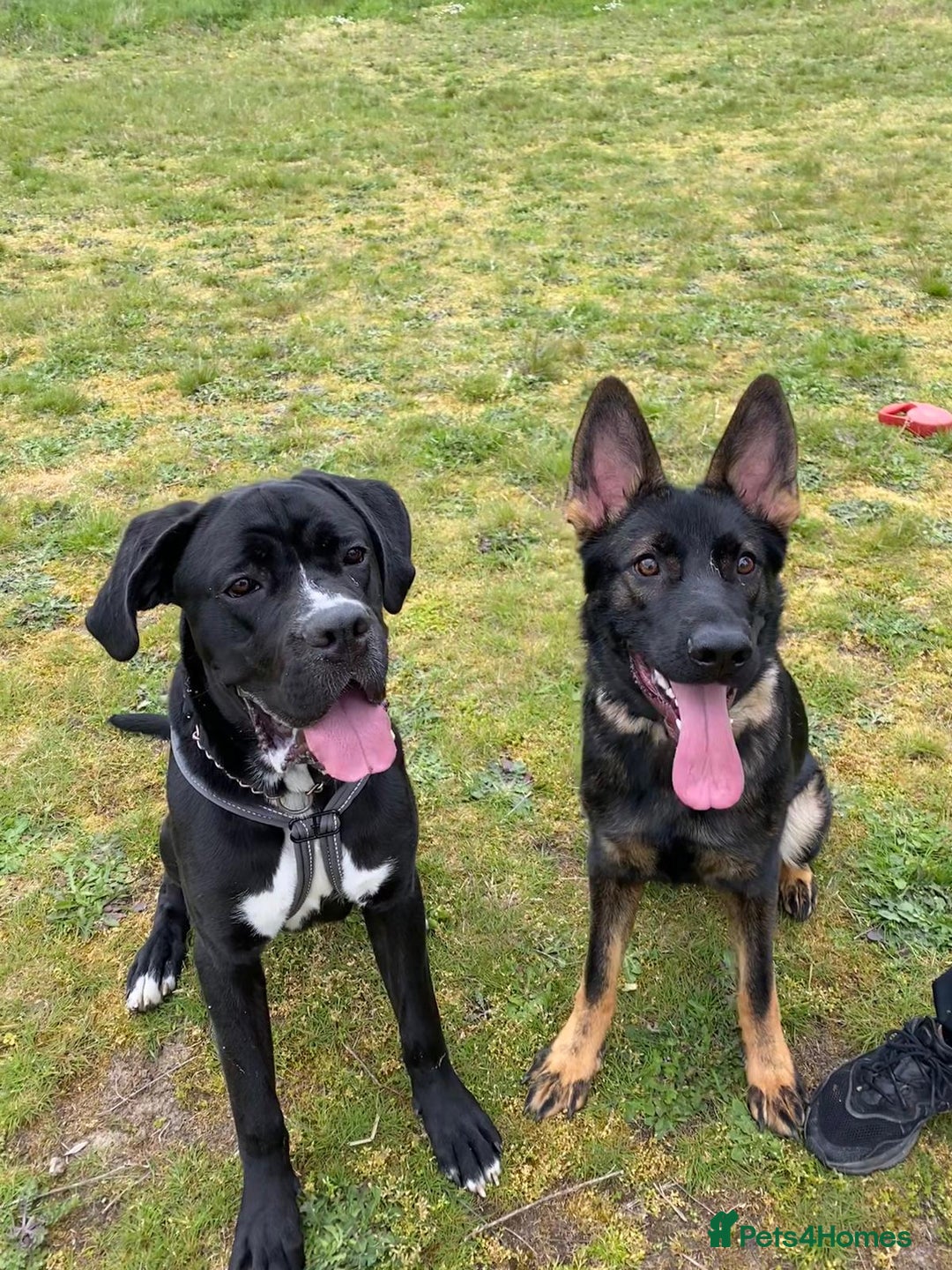 German Shepherd dogs for sale: Female German Shepherd - working line - Advert 19