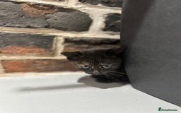 Mixed Breed cats for sale: 3 kittens for sale- 1 boy and 2 girls  - Image 3