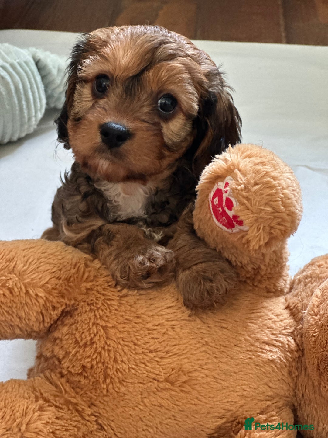 Toy Poodle dogs for stud: KC reg health tested toy poodle studs in Exeter - Advert 7