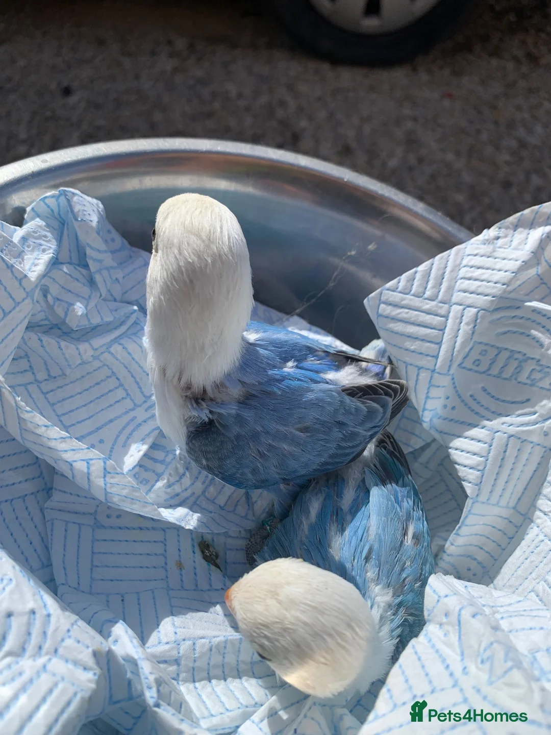 Lovebirds birds for sale: Fischer opaline par blue par turquoise lovebird  - Advert 2