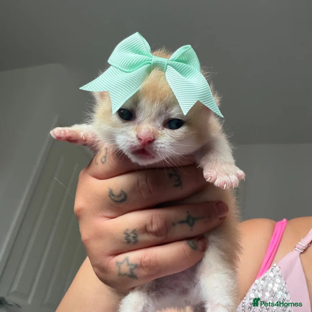 British Shorthair cats for sale: 5 Chocholate golden British shorthair kittens 🐱  - Advert 2