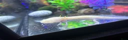 Axolotl reptiles for sale: Axolotl + setup(pellets included) - Advert 3