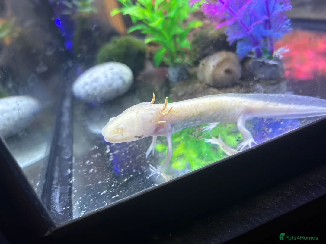 Axolotl reptiles for sale: Axolotl + setup(pellets included) - Advert 3