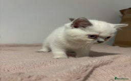 British Shorthair cats for sale: British short hair  - Image 12