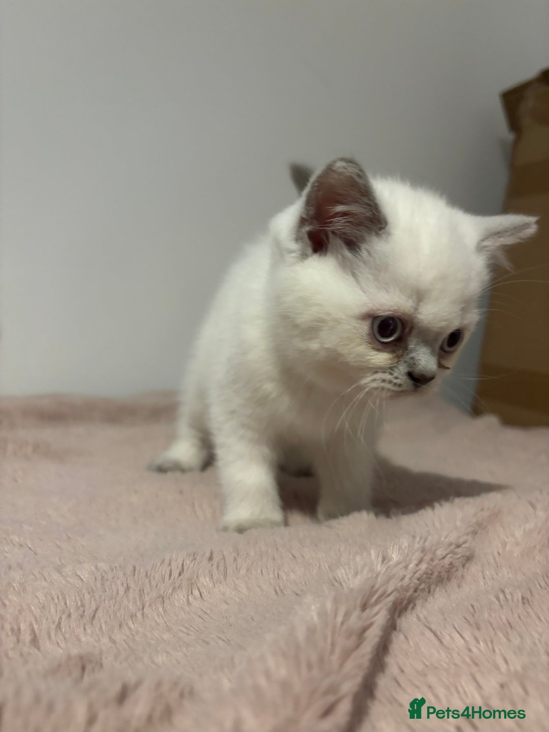 British Shorthair cats for sale: British short hair  - Image 12