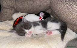 Mixed Breed cats for sale: beautiful kittens - Image 36