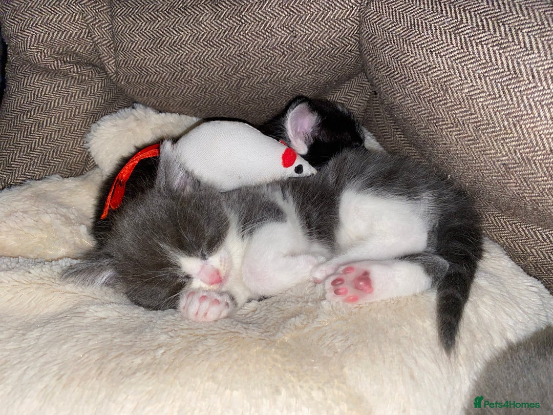 Mixed Breed cats for sale: beautiful kittens - Image 36
