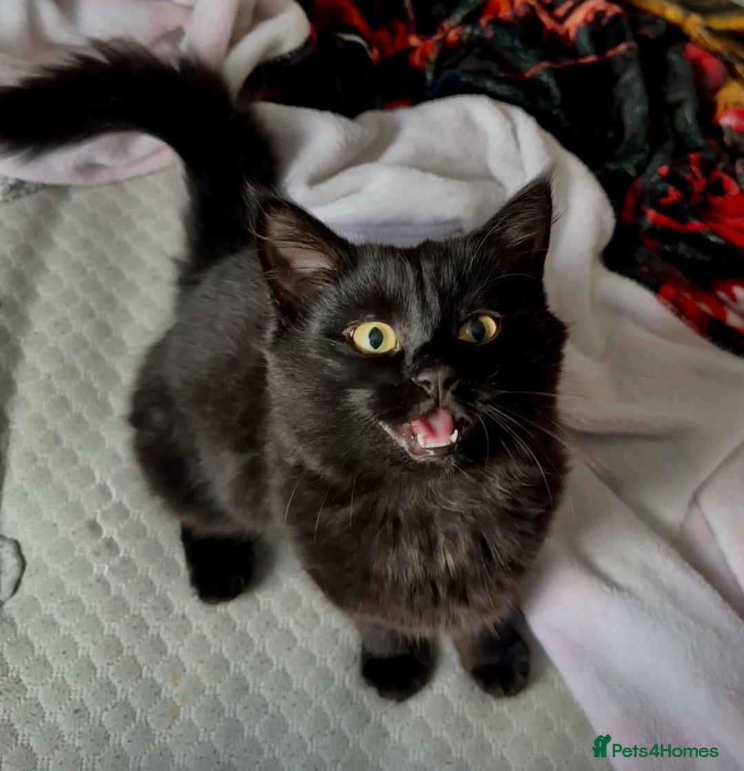 British Longhair cats for sale: Milly  - Advert 1