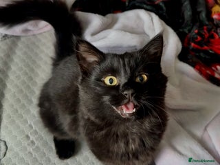 British Longhair cats Milly - Advert 5