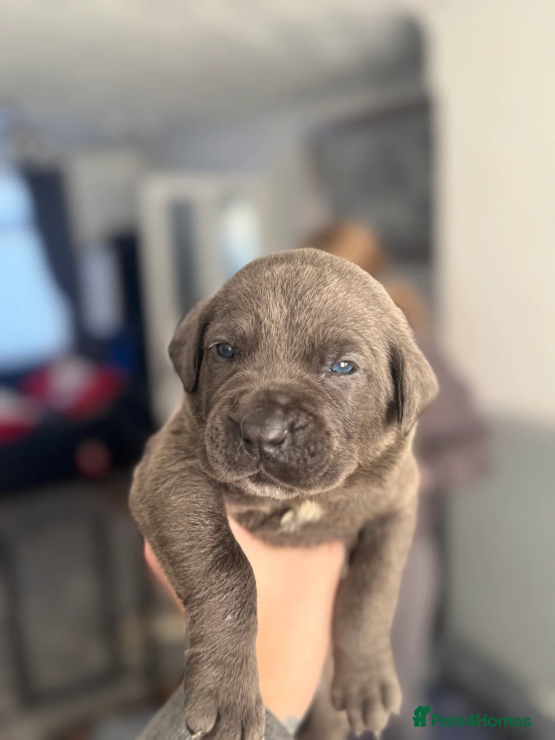 Cane Corso dogs for sale: Cane corso puppies - Advert 11