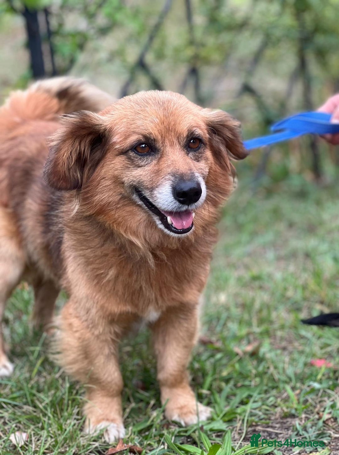 Border Collie dogs for adoption: MILOSH – Border Collie (Male) - Advert 1