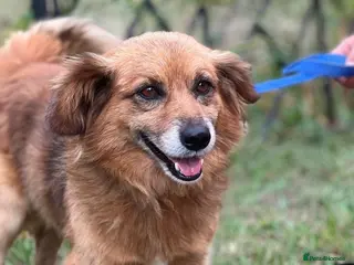 Border Collie dogs MILOSH – Border Collie (Male) - Advert 11